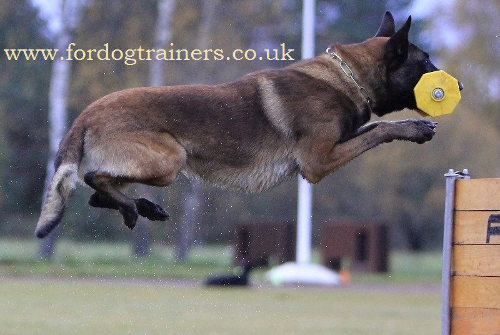 Dog Toy Dumbbell for Schutzhund